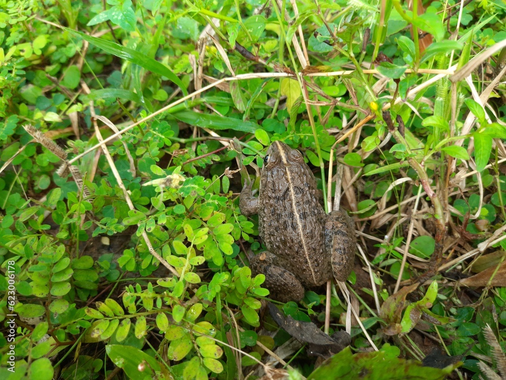 Frogs sitting on  green grass. Close up view of a Frog Resting in field. 
Frog in rainy season.
