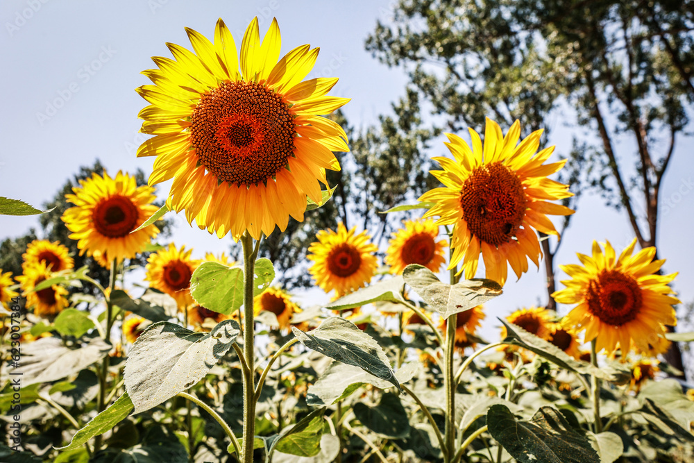 Sunflower field. Blooming sunflower. Summer, sun, July. Sunflower field. Blooming sunflower. Summer, sun, July.