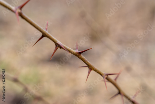 Sharp thorns on a branch of a bush photo