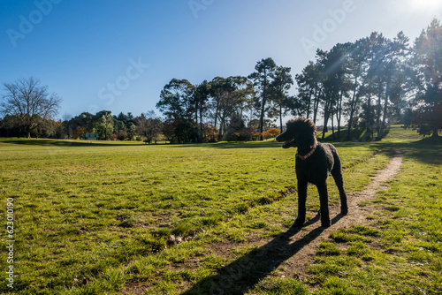 Black standard poodle standing in the grass along a path.