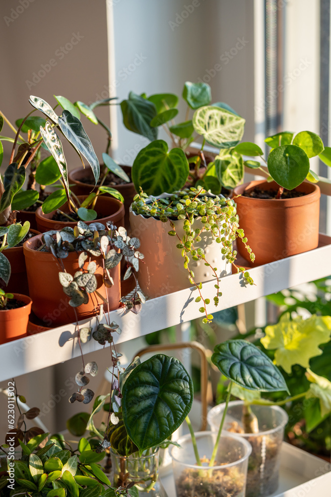 Sprouts plants in terracotta pots on cart at home. Houseplants - Pilea, Peperomia, Ceropegia, Alocasia Dragon Scale on metal shelfs. Plant cuttings in plastic cups with moss. Indoor gardening concept Sprouts plants in terracotta pots on cart at home. Houseplants - Pilea, Peperomia, Ceropegia, Alocasia Dragon Scale on metal shelfs. Plant cuttings in plastic cups with moss. Indoor gardening concept