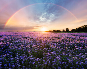 Rideaux Beige Beautiful panorama rural landscape with sunrise and blossoming meadow. purple flowers flowering on spring field, Phacelia  © TTstudio