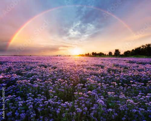 Fototapete Beautiful panorama rural landscape with sunrise and blossoming meadow