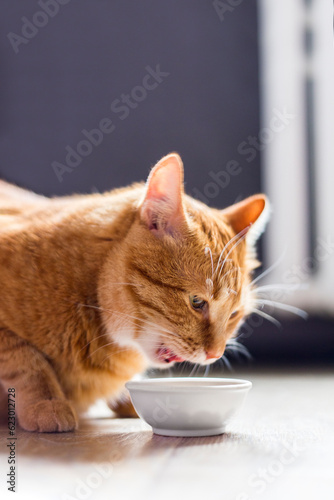 Beautiful ginger purebred cat sitting next to a food white bowl, placed on the floor next to the kitchen room and eating in the morning..