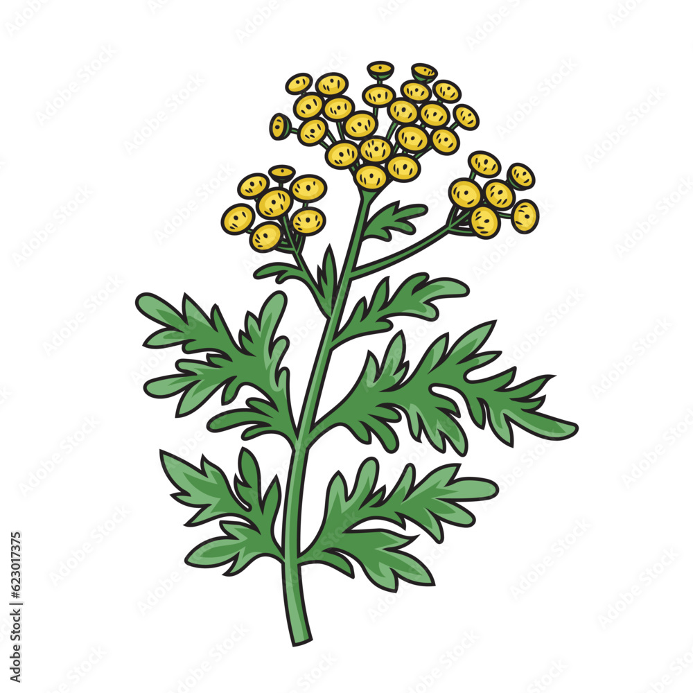 Artemisia sagebrush absinthe tarragon santonica medicinal plant diagram