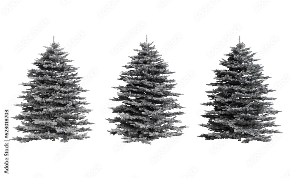 Spruce trees covered with snow and on a transparent background
