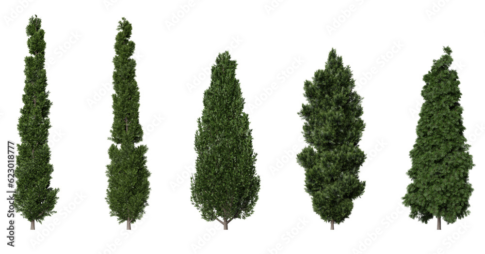 Fototapeta premium Cypress trees on a transparent background