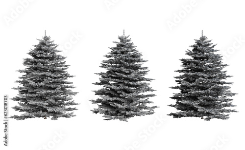 Spruce trees covered with snow and on a transparent background
