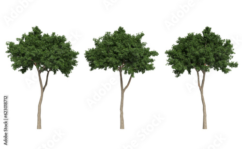 Stone pine trees on a transparent background