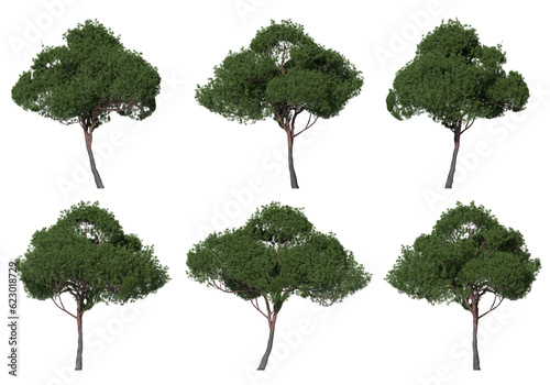 Stone pine trees on a transparent background