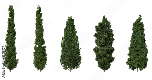 Valokuva Cypress trees on a transparent background
