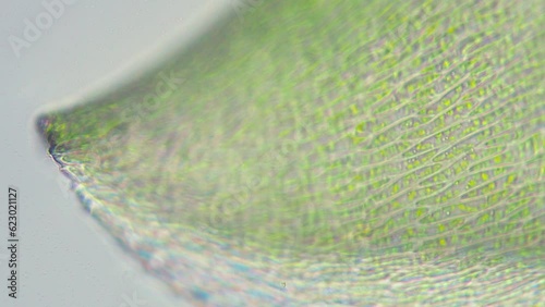 Moss leave part with visible cell structure. Refocus on different parts. Infinity loop. Seen in microscope with objective 40x. Field of view is 0.32mm