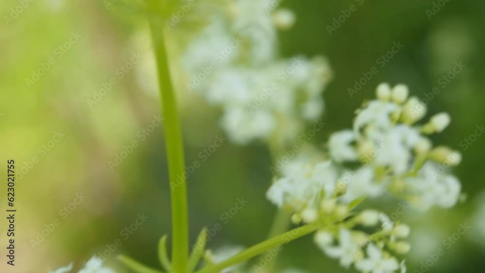 White wild flowers. The nature of the forest is green in summer. White wild flowers. The nature of the forest is green in summer.