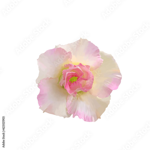 Close up drawing of a pink sweet adenium obesum or desert flower head blooming for graphic design invitation greeting card wedding and banner.