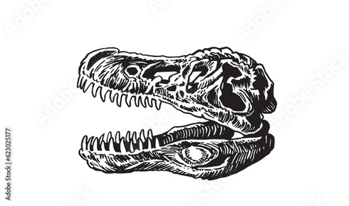 Graphical skull of tyrannosaurus isolated on white,vector illustration, fossils