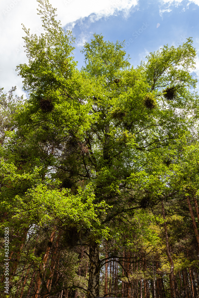 Lonely birch with bird nests among pine forest Lonely birch with bird nests among pine forest