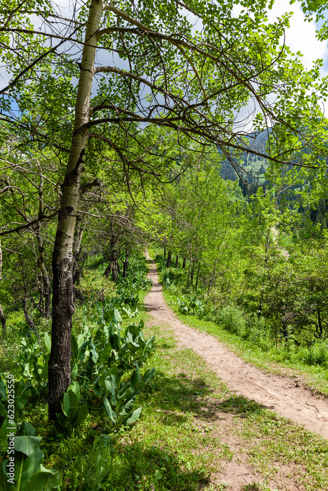 A path through the trees leading to the peaks of the Kimasar gorge