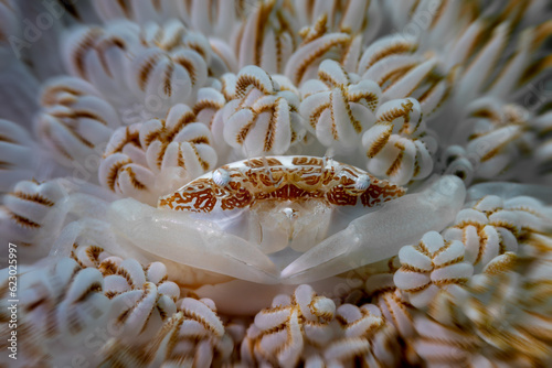 Porcelain Crab - Porcellanidae