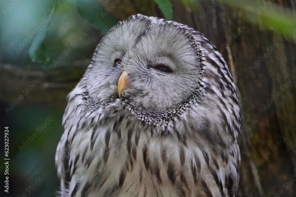 Obraz premium The Ural owl (Strix uralensis) is a large nocturnal owl. It is a member of the true owl family, Strigidae. Vogelpark Walsrode, Germany.