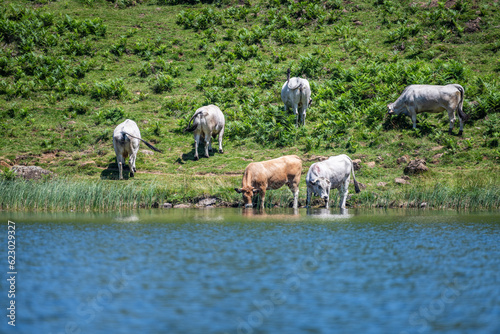 Herd of cows on the bank of a lake of lers in the Pyrenees mountains in France photo
