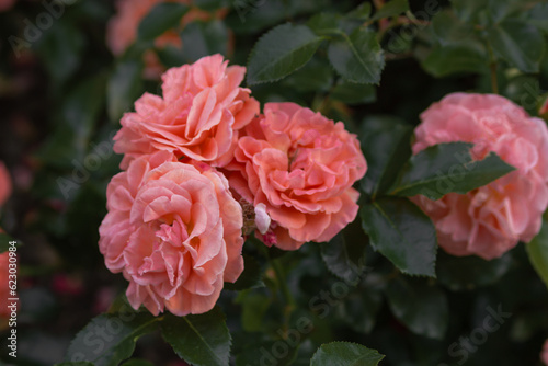Peach rose flowers with delicate petals in a full bloom in city garden. Orange floribunda rose bush abundant blooming.