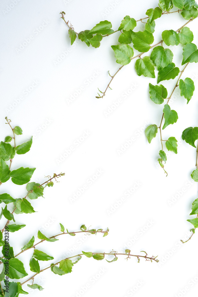 Branch of wild grapes with green leaves on a white paper background ...
