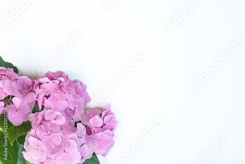 Pink hydrangea flowers on white background with copy space for your text. Top view. Floral border. Flat lay. © Photo