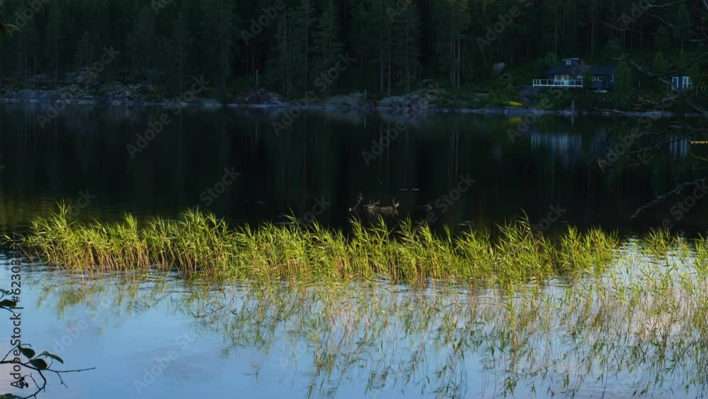 A pile of brushwood in a lake sticking out of the water. A pile of brushwood in a lake sticking out of the water.