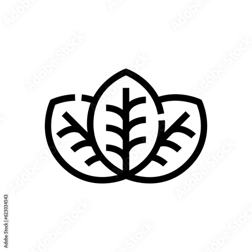 coca leaves line icon