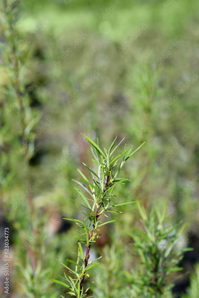 Rosemary-leaved willow branch