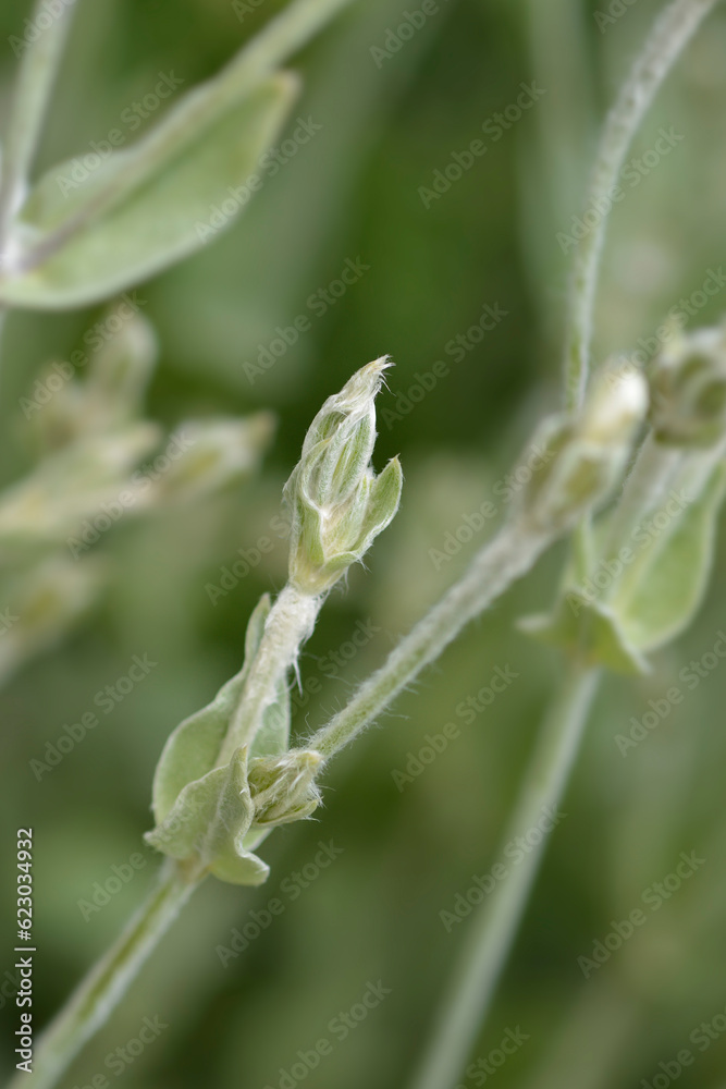 Fototapeta premium White Rose campion