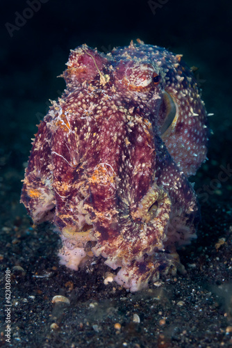 Mototi Octopus - Poison Ocellate Octopus
