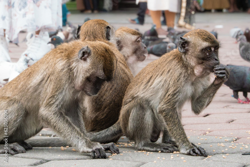 Canvas Print Groupe de singes macques longue queue sauvages, qui mangent les restes des touri