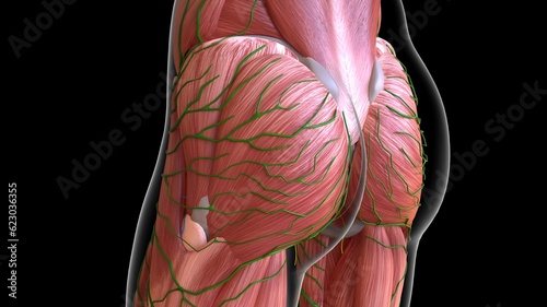 female hip muscles anatomy with lymph nodes for medical concept 3d rendering photo