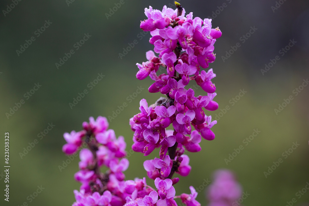 close-up red flowers of the Chinese redbud Cercis chinensis selective focus, floral purple background close-up red flowers of the Chinese redbud Cercis chinensis selective focus, floral purple background