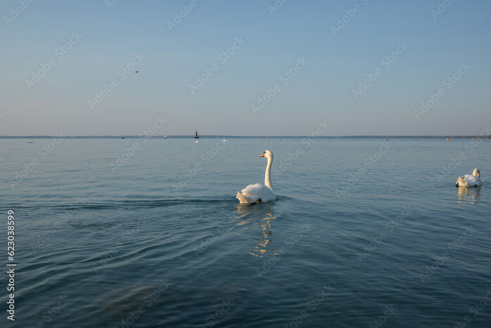 Swan at the shore of the lake Balaton.Siofok,Hungary.