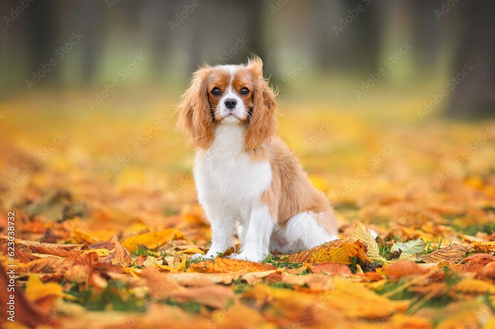 cavalier king charles spaniel dog sitting outdoors in autumn on fallen leaves