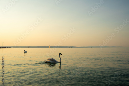 Swan at the shore of the lake Balaton.Siofok,Hungary. © Munka