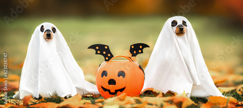 Photography two funny small dogs posing in ghost costumes for Halloween outdoors in autumn