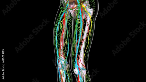 human leg skeleton anatomy with arteries veins nerves and lymph nodes 3D rendering