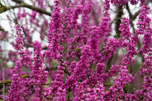 close-up red flowers of the Chinese redbud Cercis chinensis selective focus  floral purple background