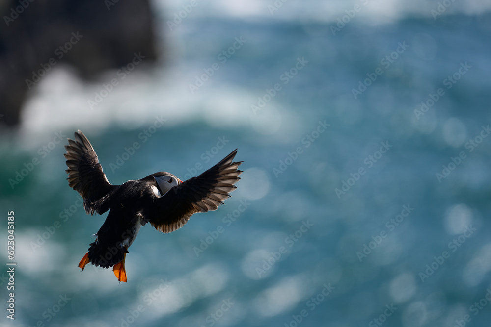 Naklejka premium Puffin (Fratercula arctica) in flight along the coast of Skomer Island off the coast of Pembrokeshire in Wales, United Kingdom