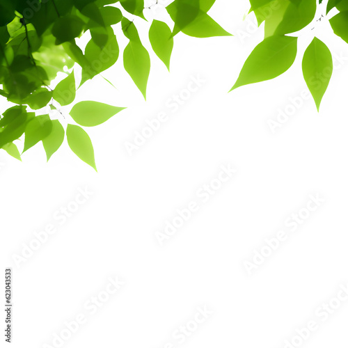 Green leaves isolated without background