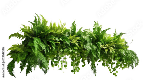Fotografija Green and variegated leaves of tropical foliage plant bush with various types of