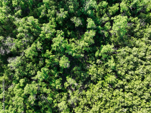 Aerial top view of mangrove forest. Drone view of dense green mangrove trees captures CO2. Green trees background for carbon neutrality and net zero emissions concept. Sustainable green environment.
