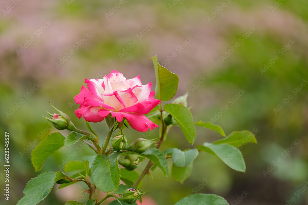 blooming white-pink rose close-up on a green blurred background blooming white-pink rose close-up on a green blurred background