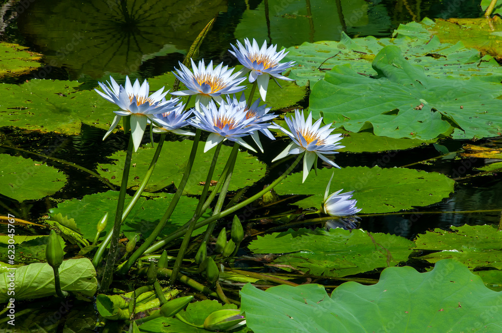 Sydney Australia, pond with purple flowering water lilies Sydney Australia, pond with purple flowering water lilies
