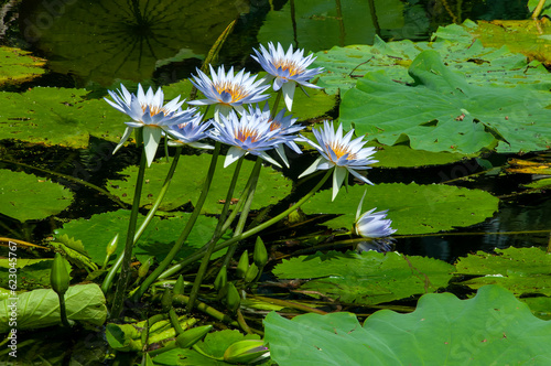 Sydney Australia  pond with purple flowering  water lilies