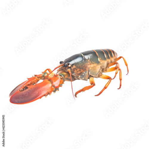 Crayfish isolated on white png transparent background