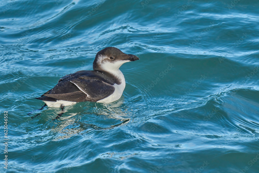 Young razorbill swimming in the mediterranean sea Young razorbill swimming in the mediterranean sea